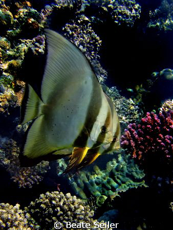 Two Batfish at the end of our dive, right under the Jetty... by Beate Seiler 