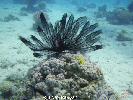 Feather Star by Loay Rayyan 