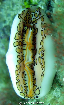 FLAMINGO TONGUE.COMING ALL OUT! by Andres Larraz 