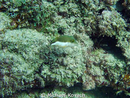 Golden face toby on the Inside Reef at Lauderdale by the ... by Michael Kovach 