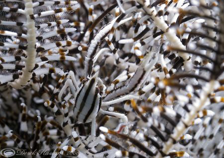 Criniod squat lobster. Lembeh straits. D200, 60mm. by Derek Haslam 