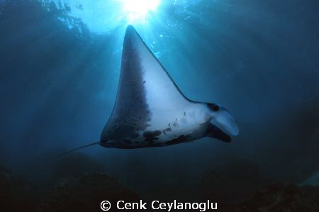 ( Manta - Sun ) . ray   :)) by Cenk Ceylanoglu 