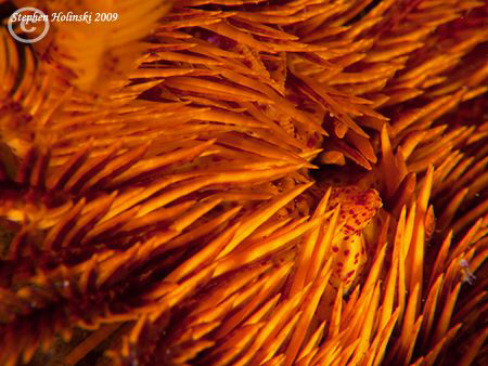 Crinoid close-up.  Anilao.  Canon G10, dual Inon UCL165, ... by Stephen Holinski 