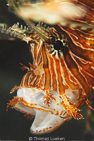 found in Lembeh; D200 by Thomas Lueken 