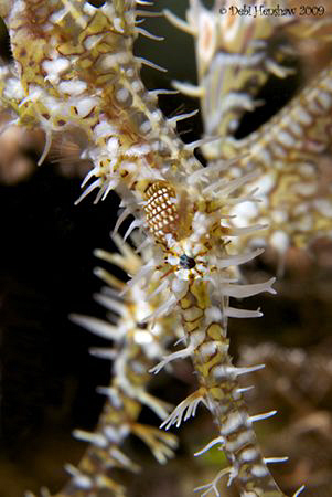 "X marks the spot" A pair of Ornate Ghostpipefish, althou... by Debi Henshaw 