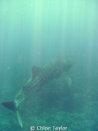 This was a small male whale shark, he was cruising the co... by Chloe Taylor 