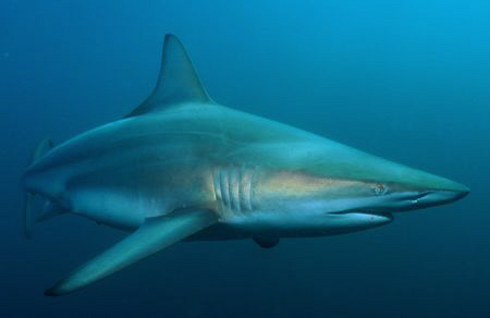 Black tip photgraphed off Protea Banks in South Africa by Charles Wright 
