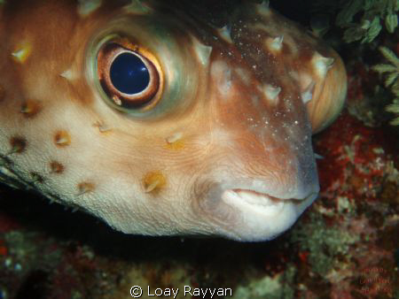 Are u talking to me ! by Loay Rayyan 