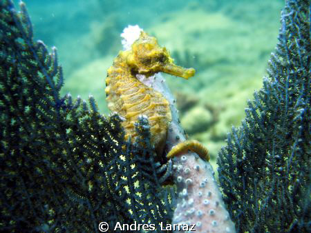 SEA HORSE 
Framed! by Andres Larraz 