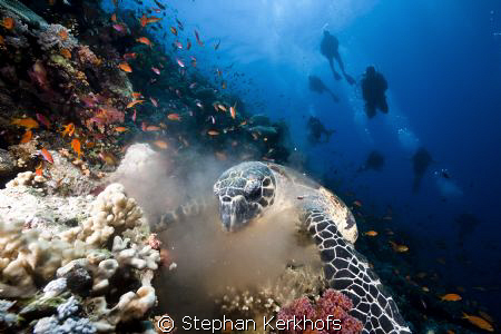 Hawksbill turtle and divers taken at Thomas reef Tiran. by Stephan Kerkhofs 