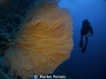 Giant Sea Fan and diver. by Marko Perisic 
