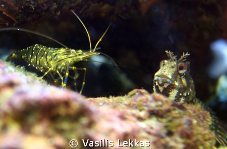A qurrious blenny examines a small cleaner shrimp. I bet ... by Vasilis Lekkas 
