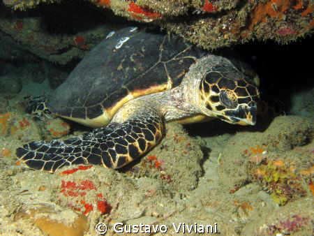 Hawksbill Turtle @ Patillas, PR by Gustavo Viviani 