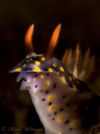 Hypselodoris infucata in Tulamben, Bali.  G9/DS160s/Stack... by Richard Witmer 