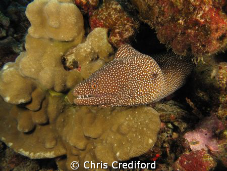 Whitemouth Moray Eel, Molokini, Maui  Canon G10 by Chris Crediford 
