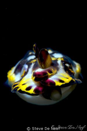 flamboyant 'torpedo' cuttlefish. Taken in Dauin. by Steve De Neef 