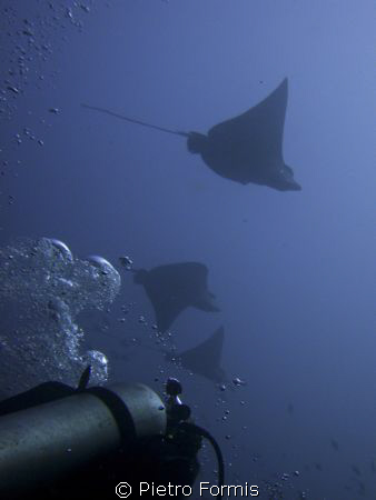 Eagle rays at Fotteyo Sony W300 no flash by Pietro Formis 