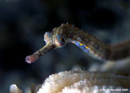 Landscape study of Orange Spotted Pipefish. Taken with D2... by David Henshaw 