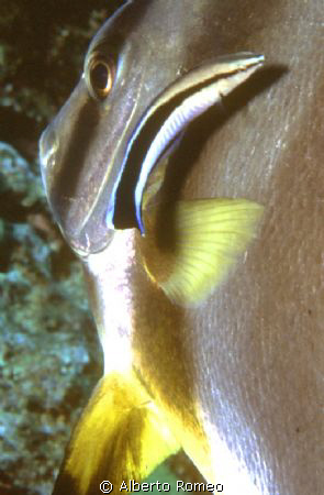 Batfish with   Cleaner wrasse .
Nikon 801s+60 macro-Ikel... by Alberto Romeo 