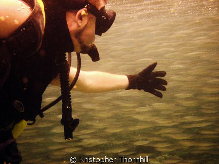 School of fish swimming by as we swam in from our dive. C... by Kristopher Thornhill 