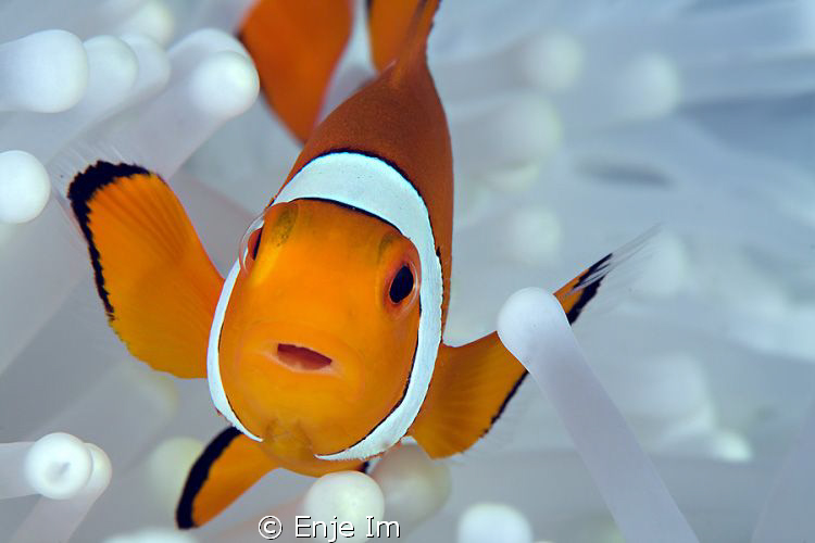clownfish closeup - Canon 450D + 100mm Macro + Kenko 2x TC by Enje Im 