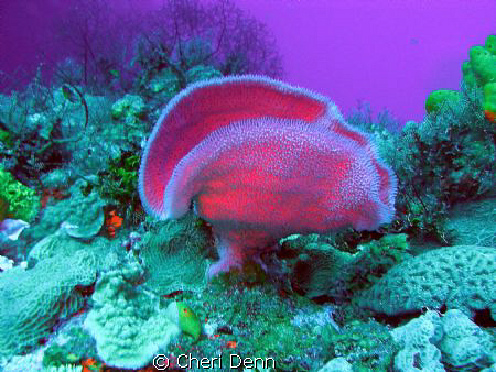 The flash of the strobe provides this photo with a very d... by Cheri Denn 