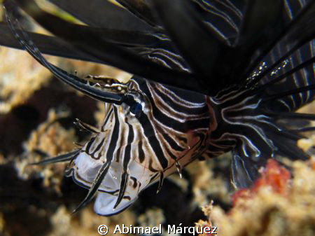 Lionfish by Abimael Márquez 