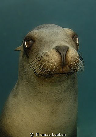 curios sea lion, D200 by Thomas Lueken 