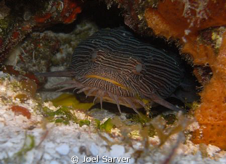 Splendid Toad Fish-Cozumel by Joel Sarver 