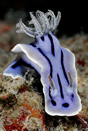 Yet another nudi portrait :)  Nikon D200, 60 mm Macro, Se... by Andre Yanco 