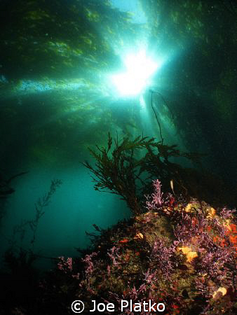 great dive at south monastery beach for the NCUPS 2009 co... by Joe Platko 