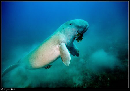 Dugong. Very lucky week with; Dugong, whaleshark, dolphin... by Dray Van Beeck 