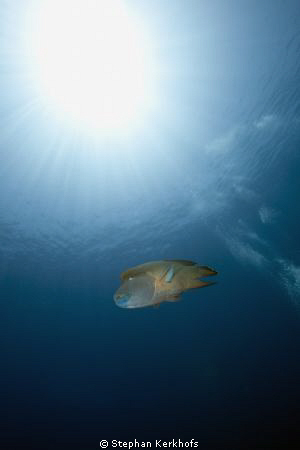 napoleon wrasse taken at Shark reef! by Stephan Kerkhofs 