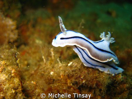 taken in anilao batangas with my canon point and shoot-de... by Michelle Tinsay 