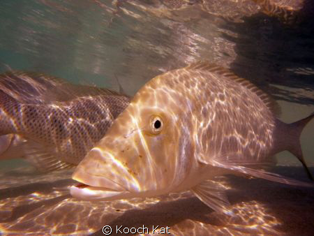 Coral Bay - Western Australia.
Northwest Snapper - one o... by Kooch Kat 