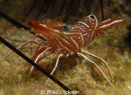 Shrimp hiding in the spines of a sea urchin.

Note: tak... by Mike Dickson 