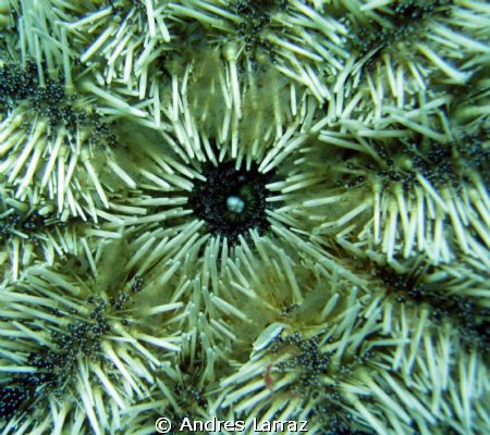 SEA URCHIN W/ROE by Andres Larraz 