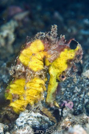 One of many at Lembeh. D300-60mm by Larry Polster 
