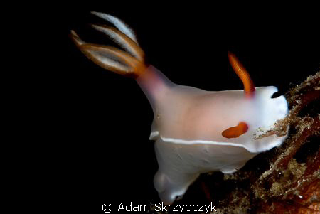 hypselodoris bullockii by Adam Skrzypczyk 