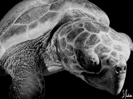 The image was taken diving with Jim Abernathys Scuba Adve... by Steven Anderson 