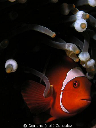 spinecheek fish hiding from me :) by Cipriano (ripli) Gonzalez 