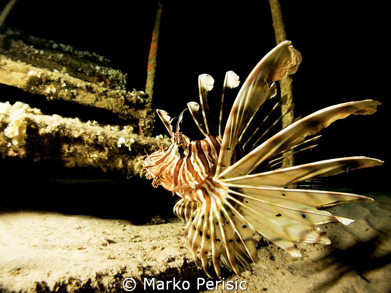 Lionfish Pterois miles by Marko Perisic 