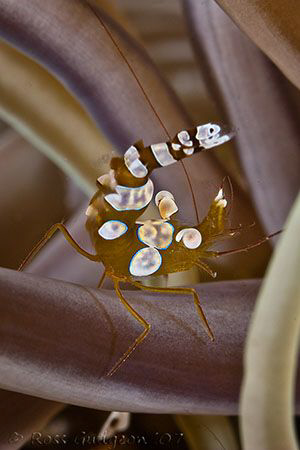 Shrimp on an anemone tentacle.  Lembeh, Indonesia.  Canon... by Ross Gudgeon 