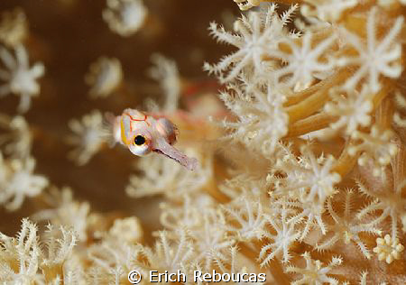 Pipefish checking the camera.
Macro 50mm by Erich Reboucas 