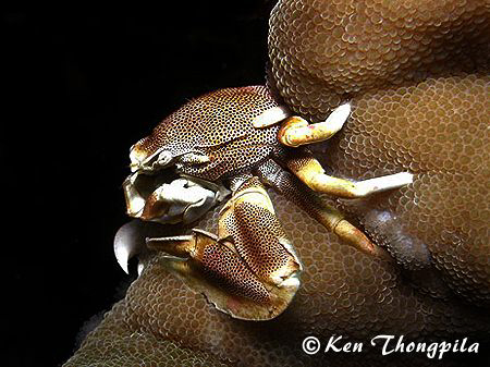 Spotted Porcellanid Crab at Similan Island by Ken Thongpila 
