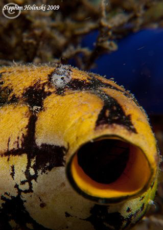 Tunicate and Tiny Nudi crawling across it!  Canon G10, du... by Stephen Holinski 