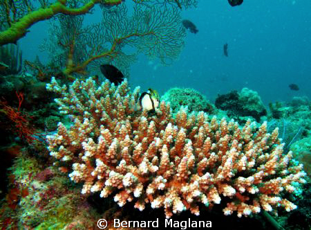 I think I am starting to develop an eye for wide angle... by Bernard Maglana 