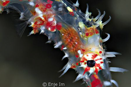 GPF head / 100mm + 1.4x tc by Enje Im 