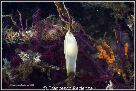 Egg of Scyliorhinus canicula on Red Gorgonia (Paramuricea... by Francesco Pacienza 