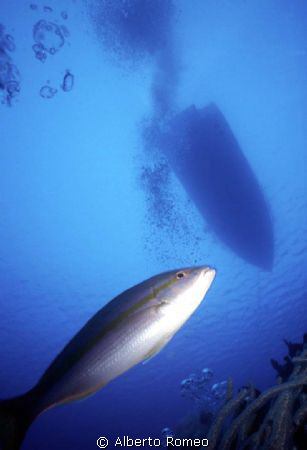 Lemonfish and boat in backgound.

Nikonos 15mm + Ikelit... by Alberto Romeo 